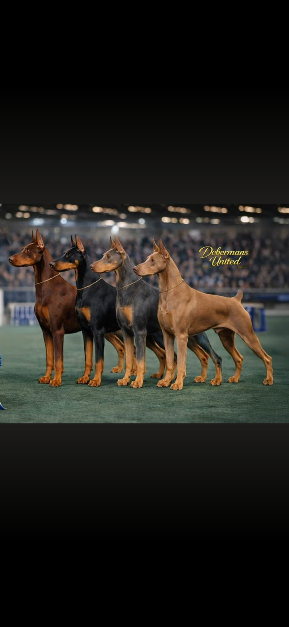 Four Dobermans standing side by side showing the recognized colors: red, black, blue and fawn