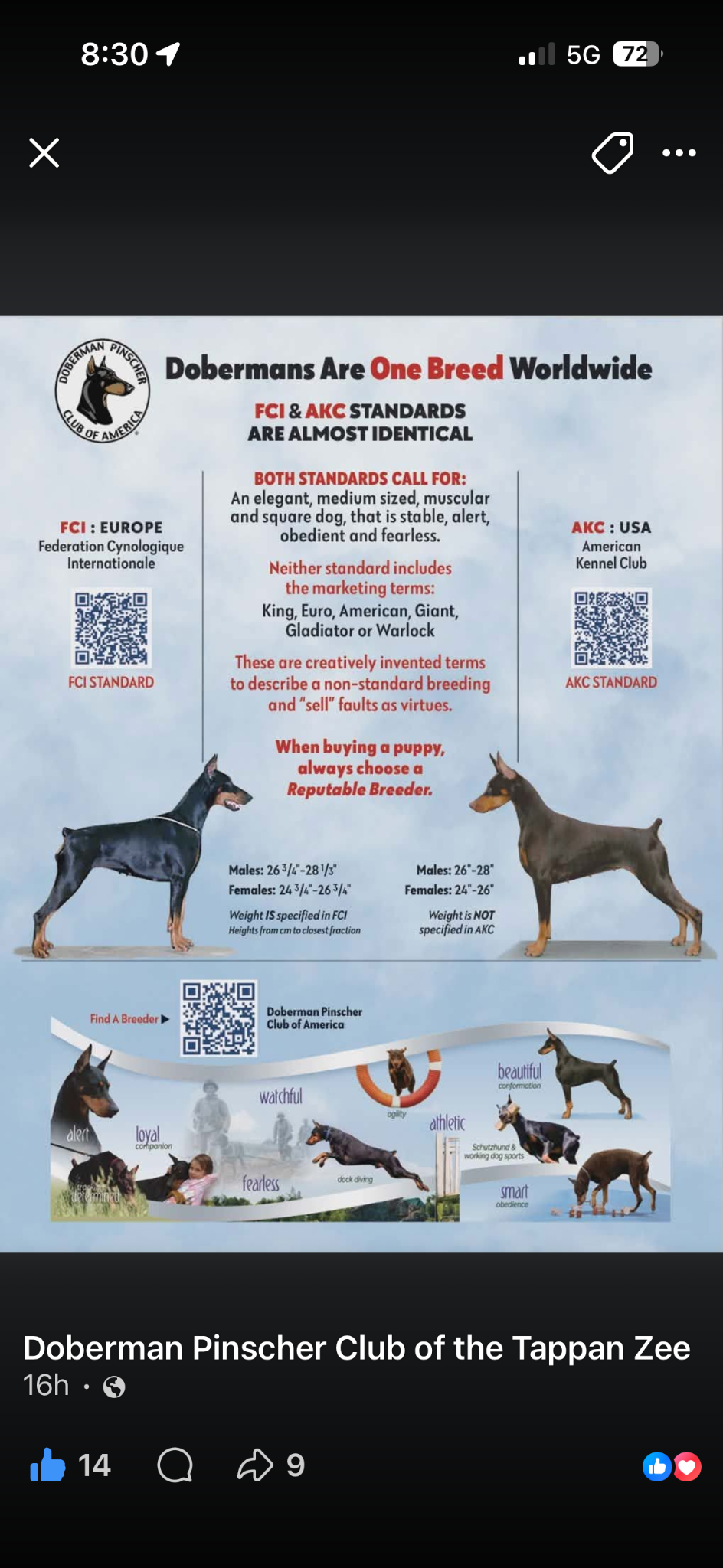 Doberman Pinscher Club of America graphic: Dobermans Are One Breed Worldwide, comparing FCI and AKC standards