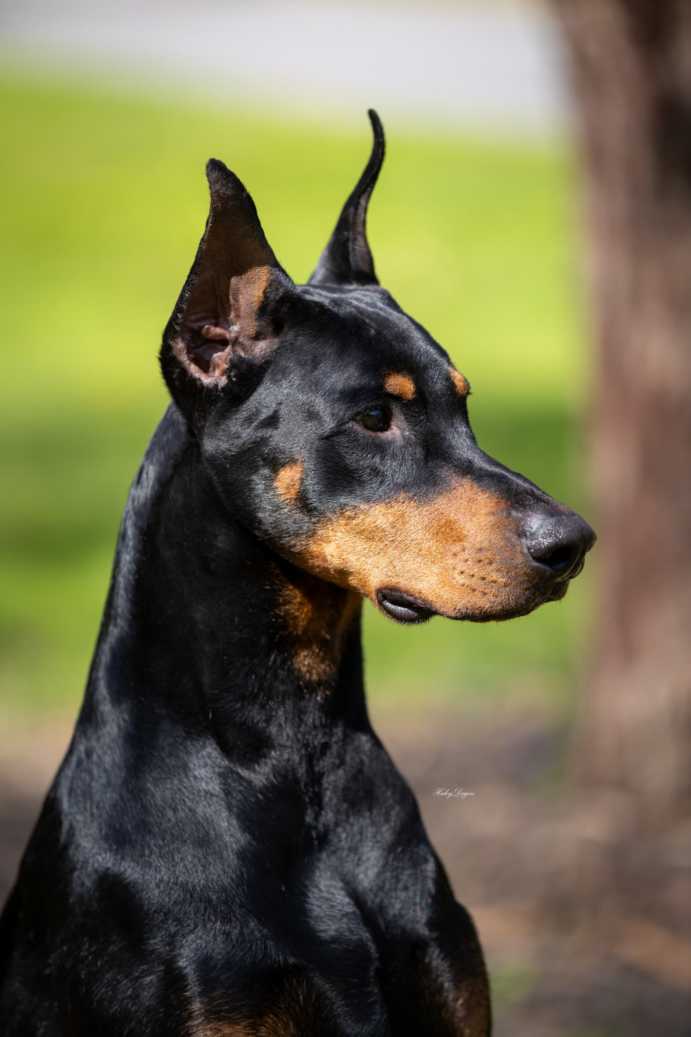 Lever, a black and rust Doberman Pinscher, in a professional profile headshot