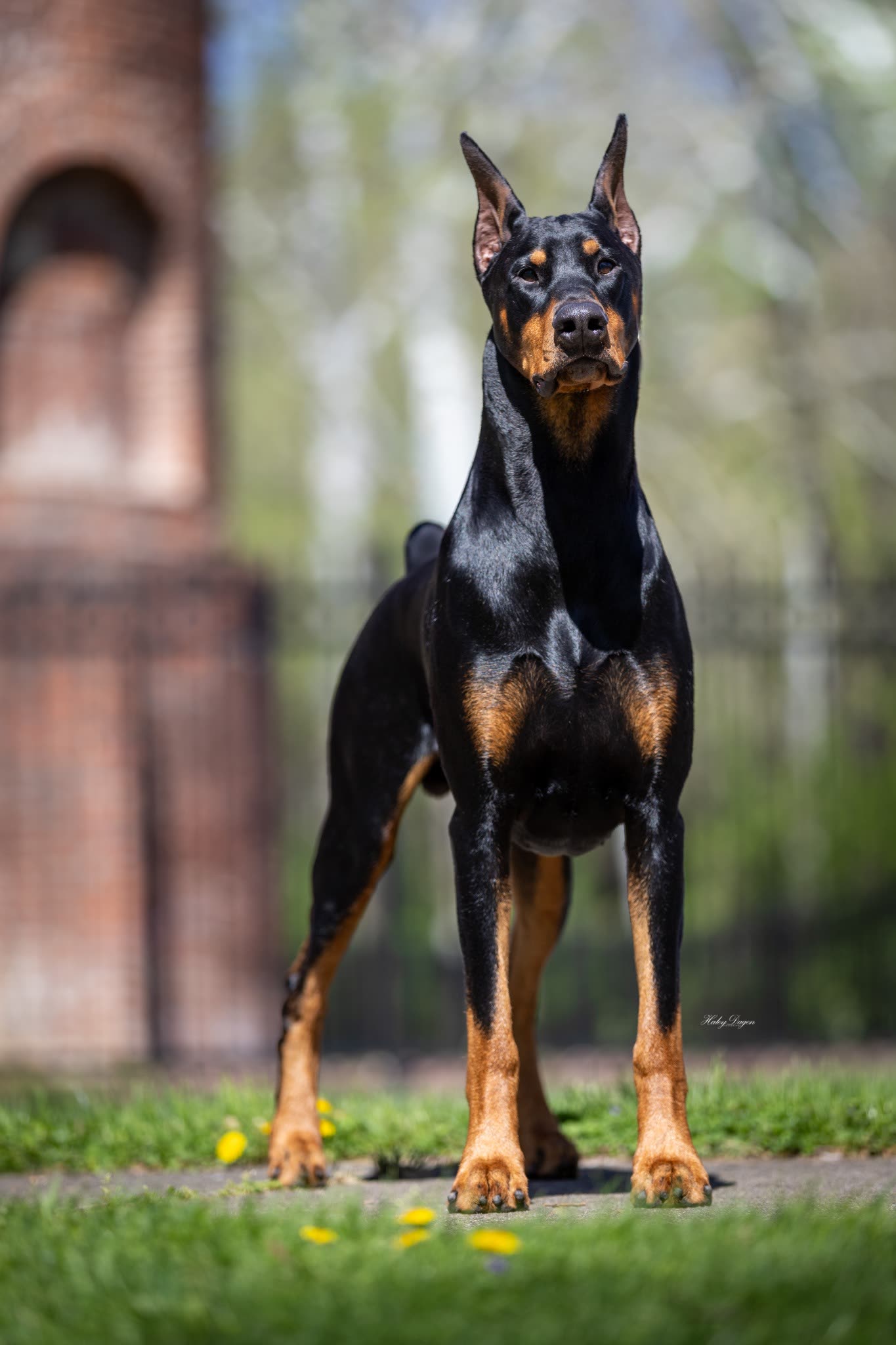 Lever, a black and rust Doberman Pinscher, standing in full show stack outdoors