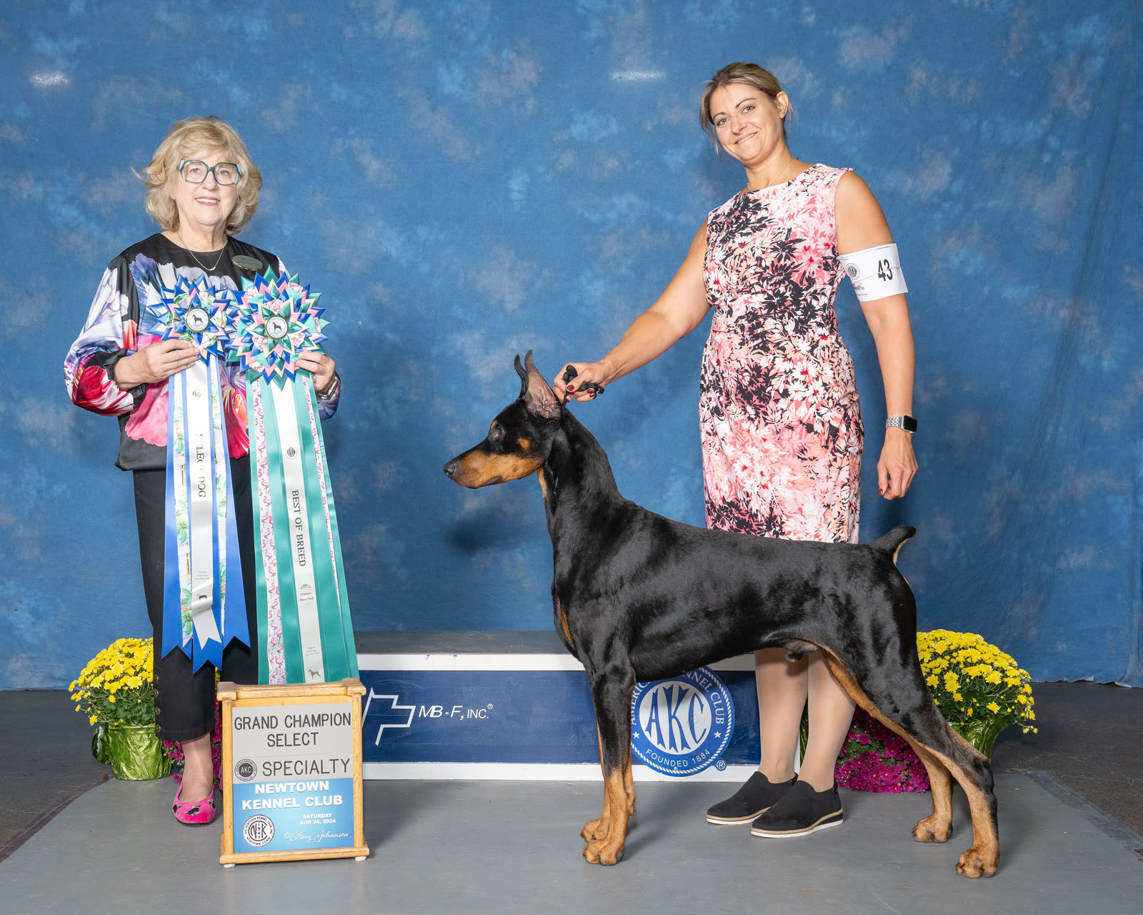 Doberman Pinscher standing beside show ribbons and rosettes