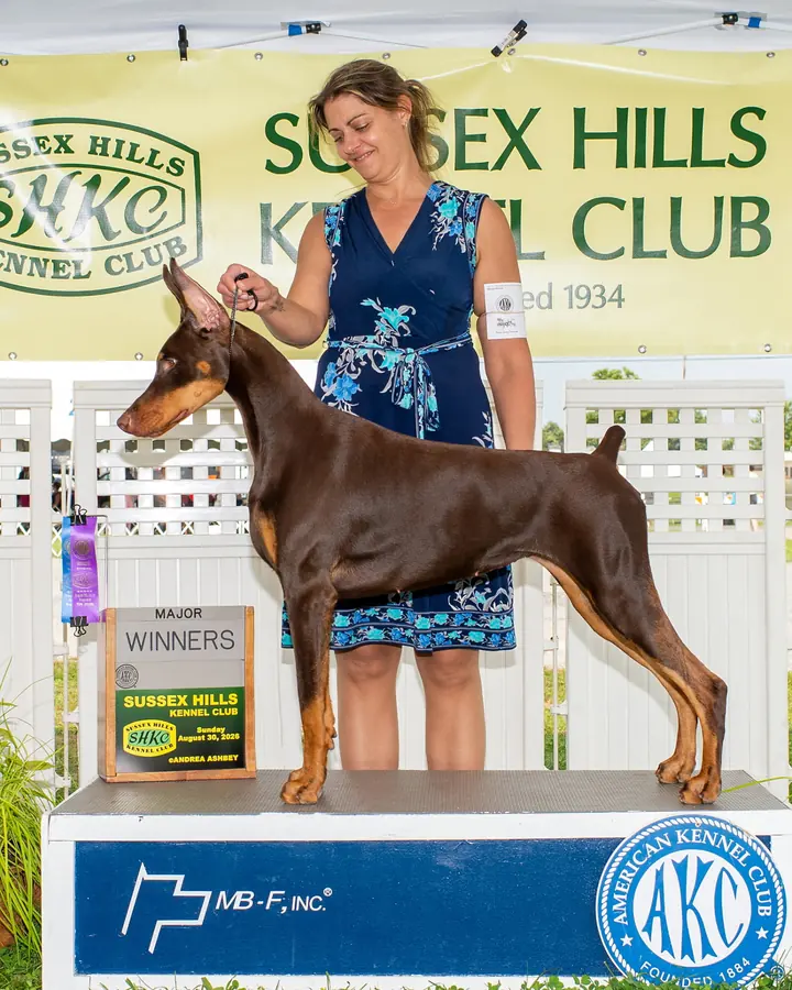 Red and rust Doberman posed at the Sussex Hills Kennel Club show beside a Major Winners sign