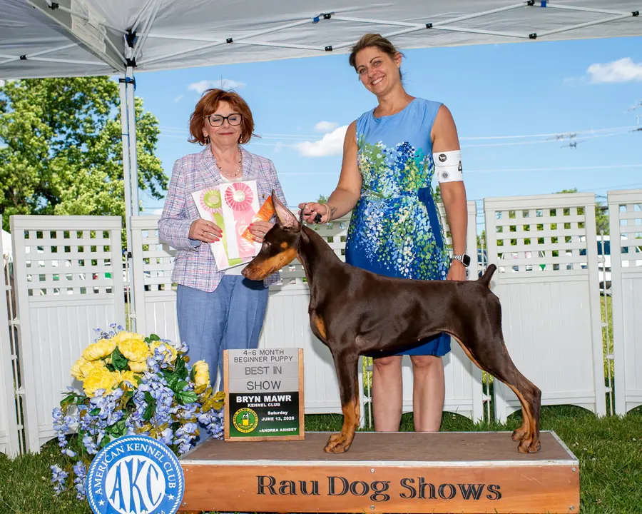 Red and rust Doberman posed with a handler and judge beside Best in Show rosettes at Bryn Mawr Kennel Club