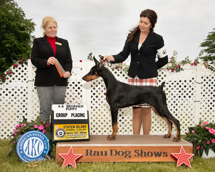 Black and rust Doberman posed with a handler and judge at a Staten Island Kennel Club puppy group placing