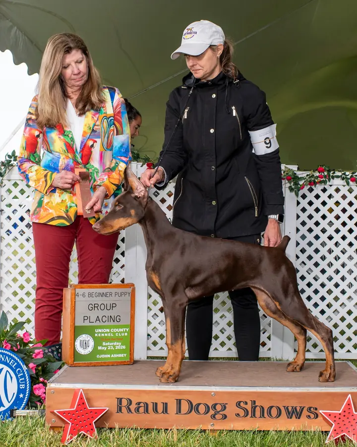Red and rust Doberman posed with a handler and judge at a Union County Kennel Club puppy group placing