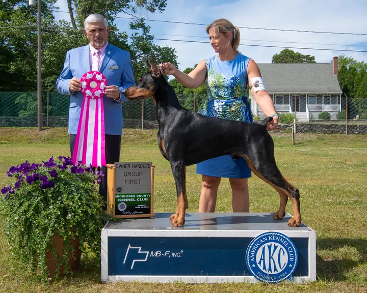 Lever in the show ring with a handler