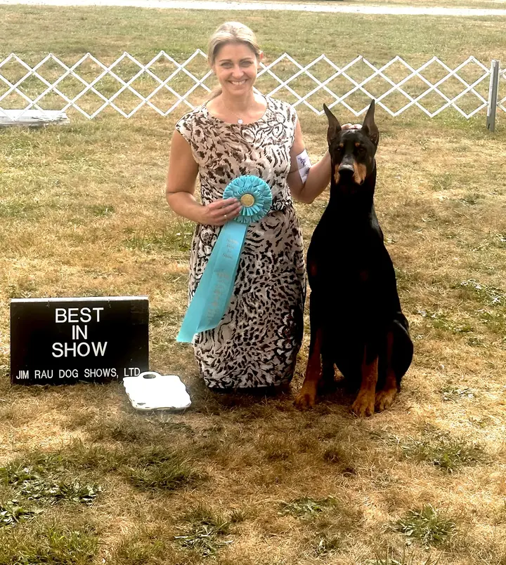 Doberman Pinscher posed in the show ring with a handler and rosettes