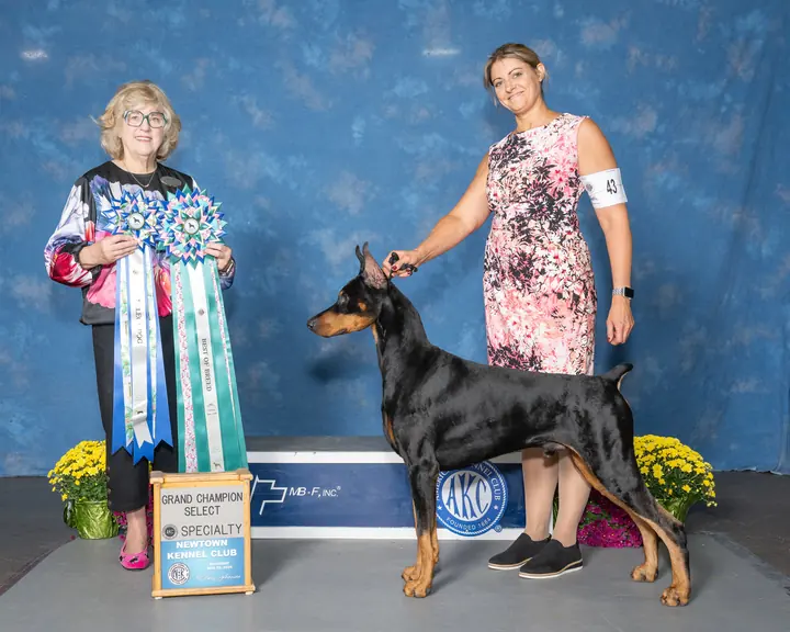 Doberman Pinscher standing beside show ribbons and rosettes