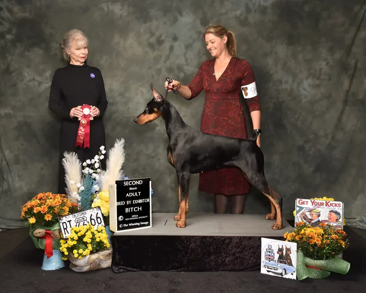 Doberman Pinscher in the ring with a handler holding an award ribbon