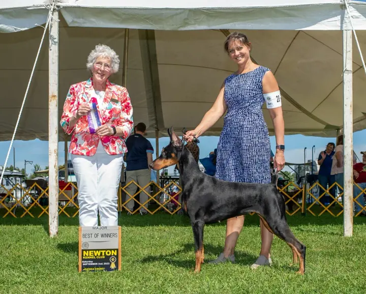 Doberman Pinscher stacked in the show ring with ribbons displayed