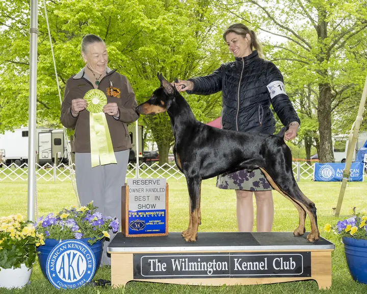 Doberman Pinscher standing in the ring with a handler and a ribbon