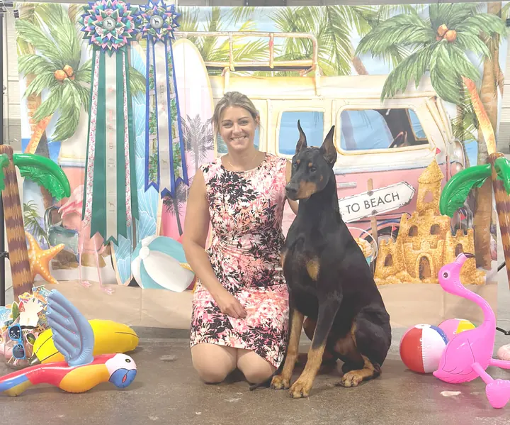 Doberman Pinscher in an outdoor ring with show ribbons