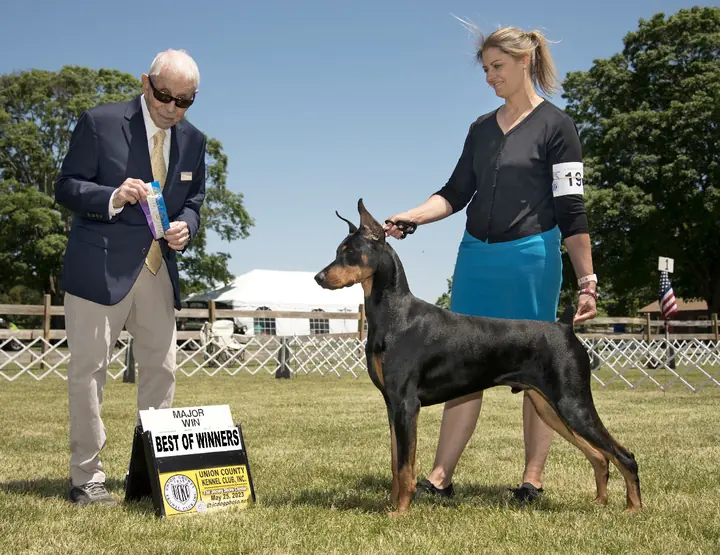 Doberman Pinscher posed with a handler and a rosette in the ring