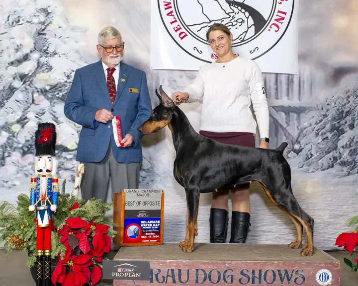 Kimber stacked in the show ring with a ribbon